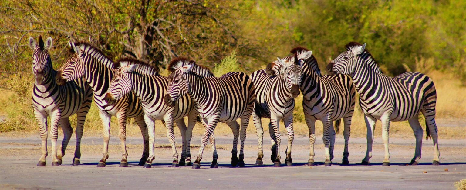 Where to Stay in Maun, Botswana (First-Time Visitor Hotel Guide)