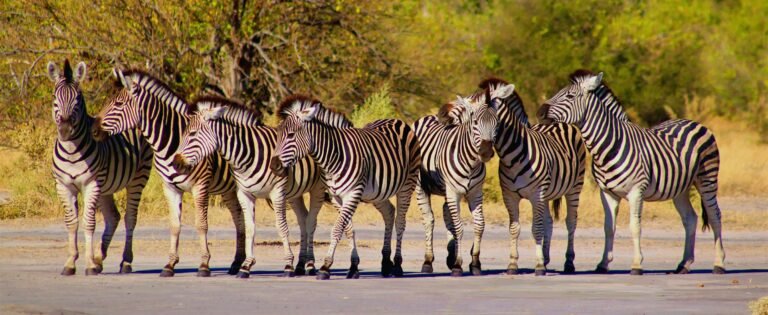 Where to Stay in Maun, Botswana (First-Time Visitor Hotel Guide)