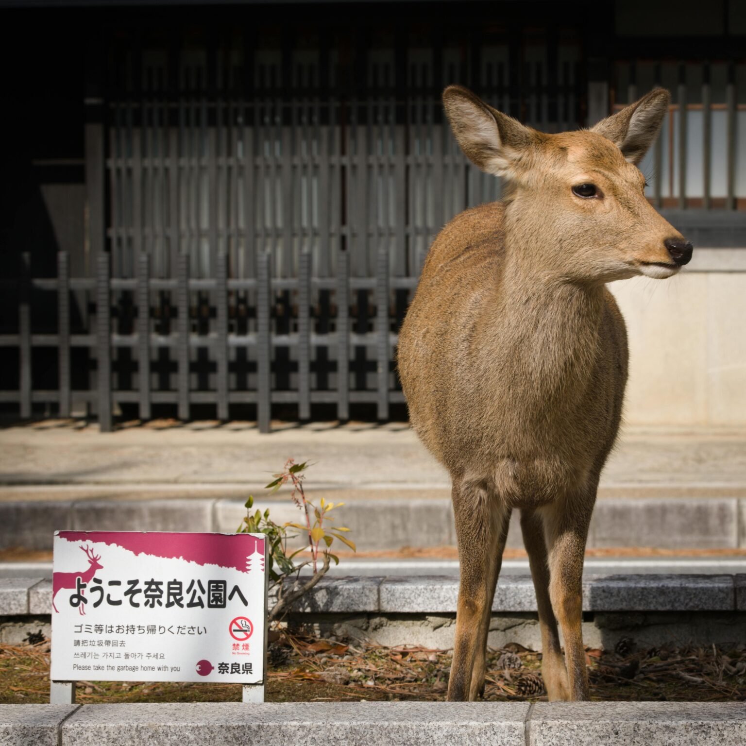 Where to Stay in Nara (First-Time Visitor Hotel Guide)