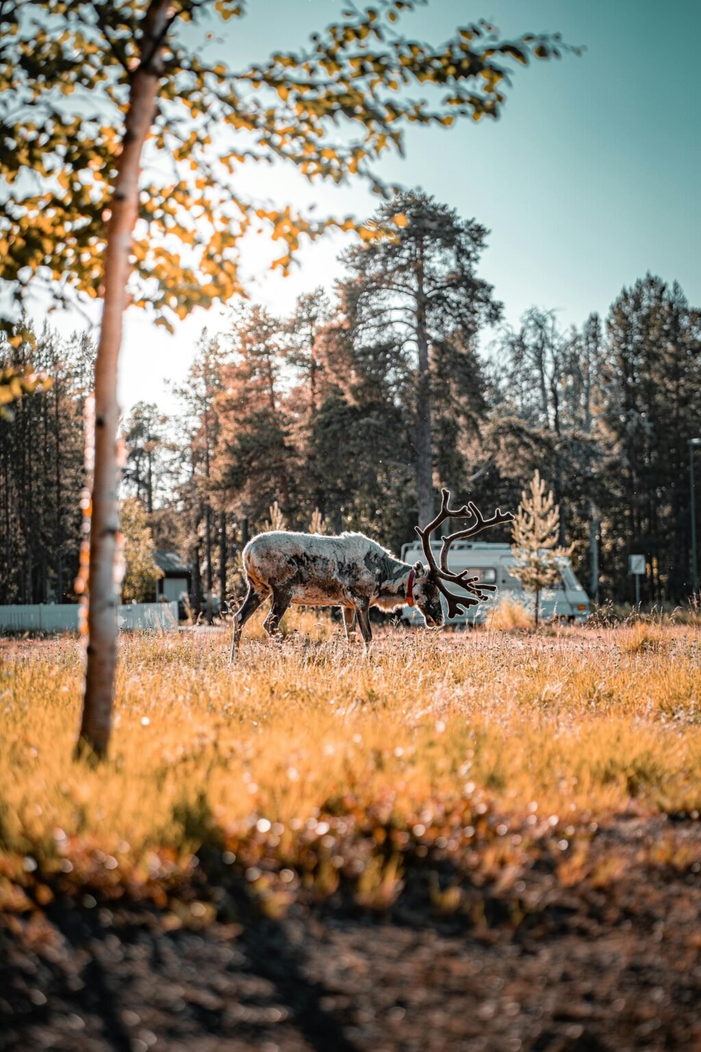 Where to Stay in Rovaniemi (First-Time Visitor Guide)