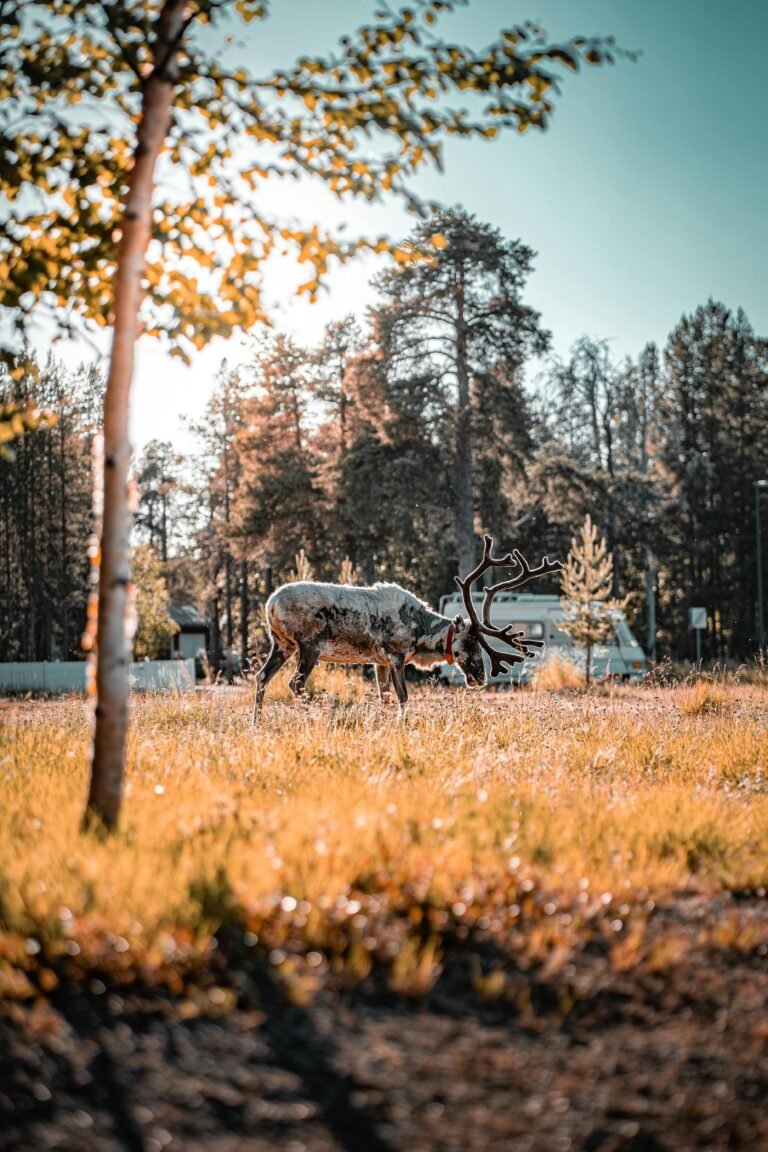 Where to Stay in Rovaniemi (First-Time Visitor Guide)