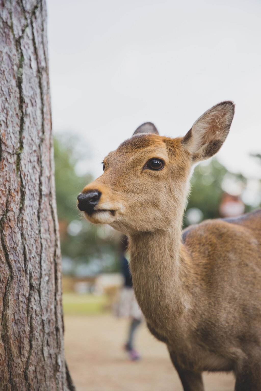 Best Hotels in Nara: Top Stays by Neighborhood + Local Tips